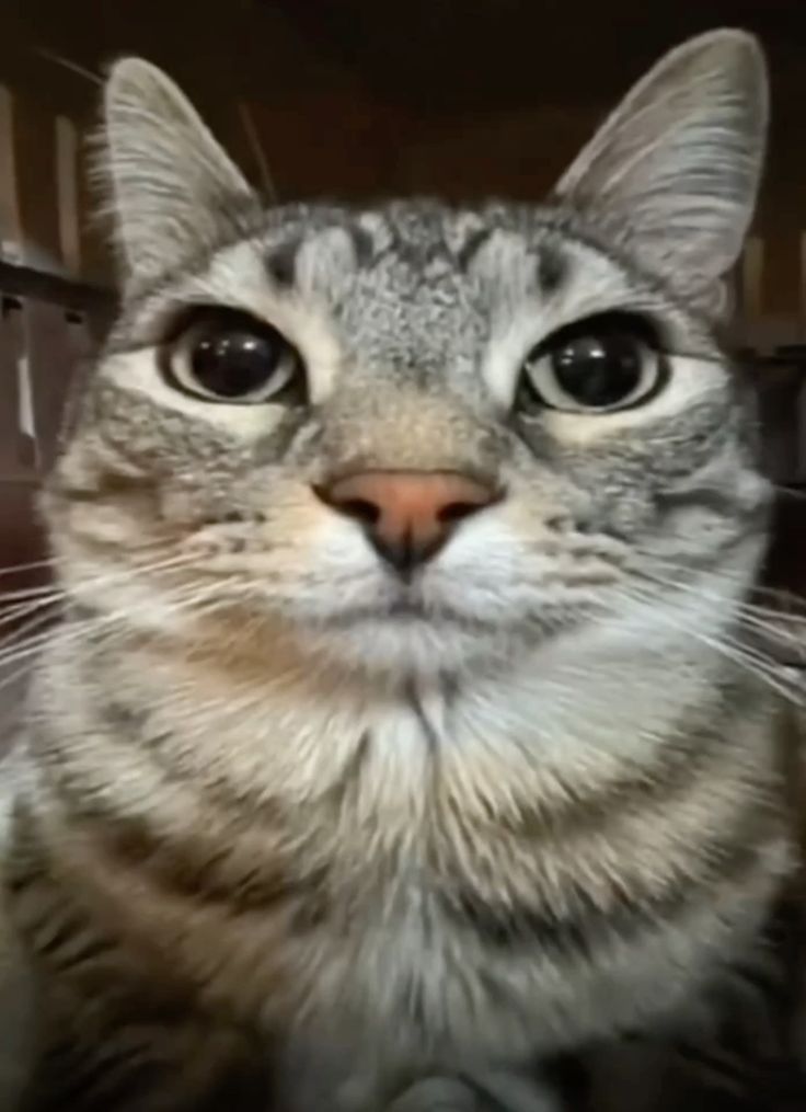 当前匹配的猫猫梗图